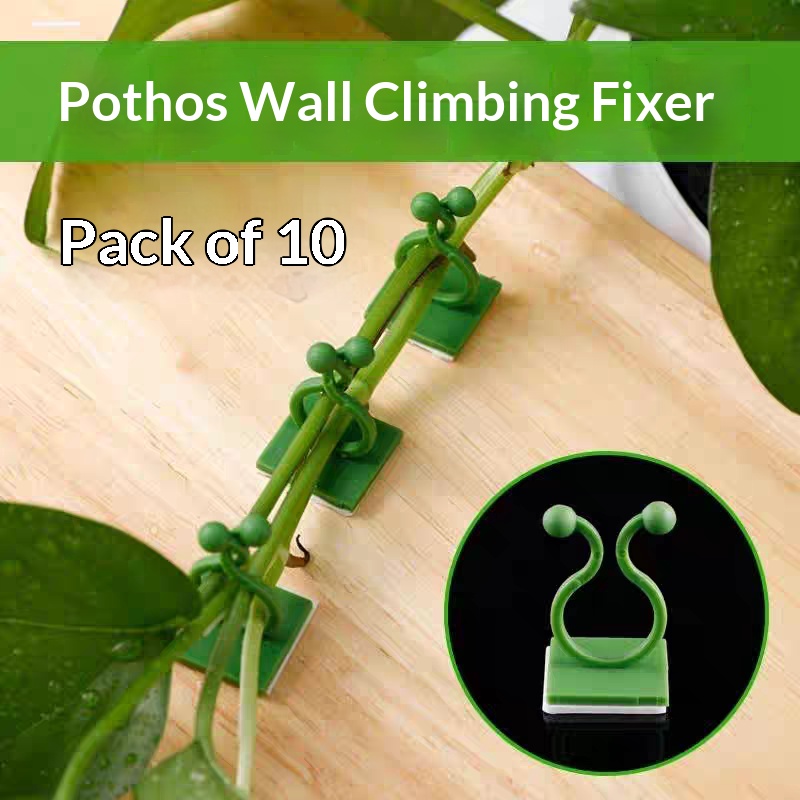 مشابك تثبيت النباتات المتسلقة  - مراجعة Vine Climbing Plastic وسعره